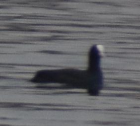 Eurasian Coot - ML634315996