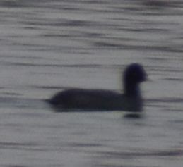 Eurasian Coot - ML634315997