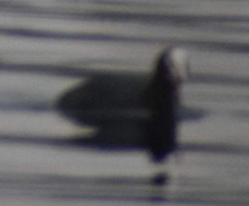 Eurasian Coot - ML634315998