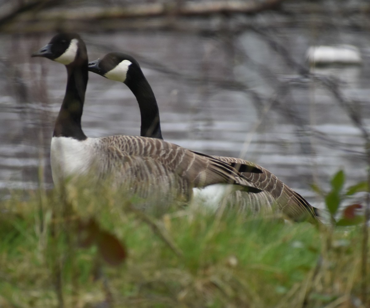 Canada Goose - ML634316002