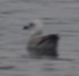 Larus sp. - ML634316020