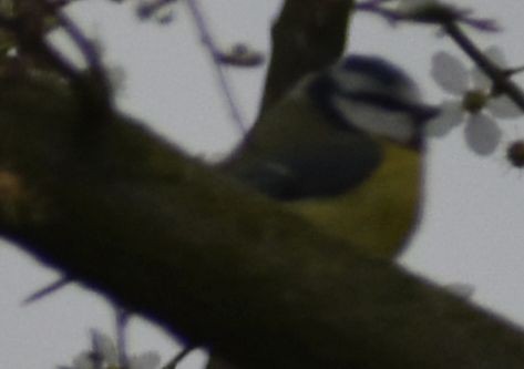 Eurasian Blue Tit - ML634316042