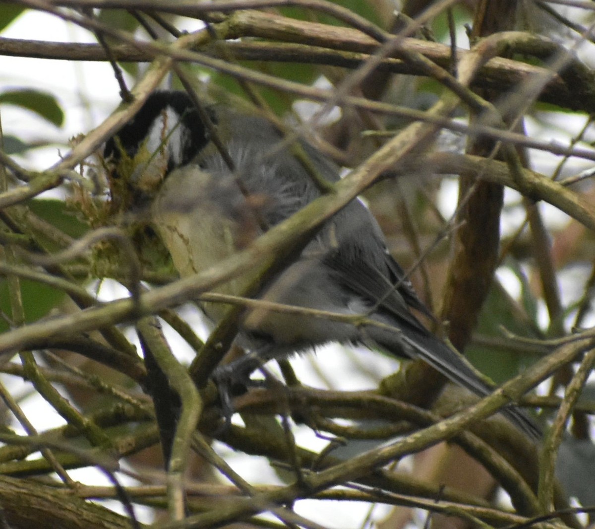 Great Tit - ML634316043