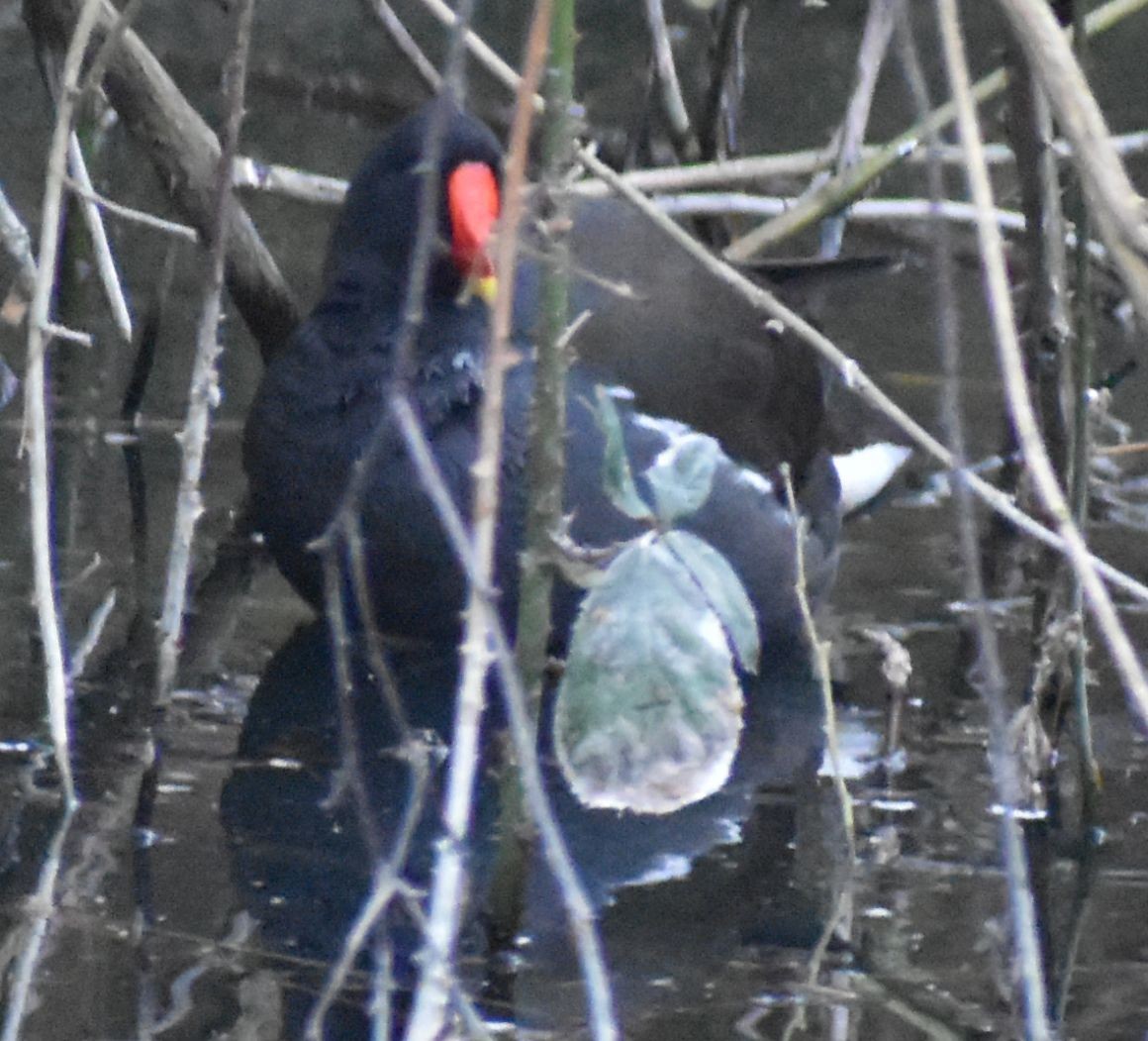Eurasian Moorhen - ML634316048
