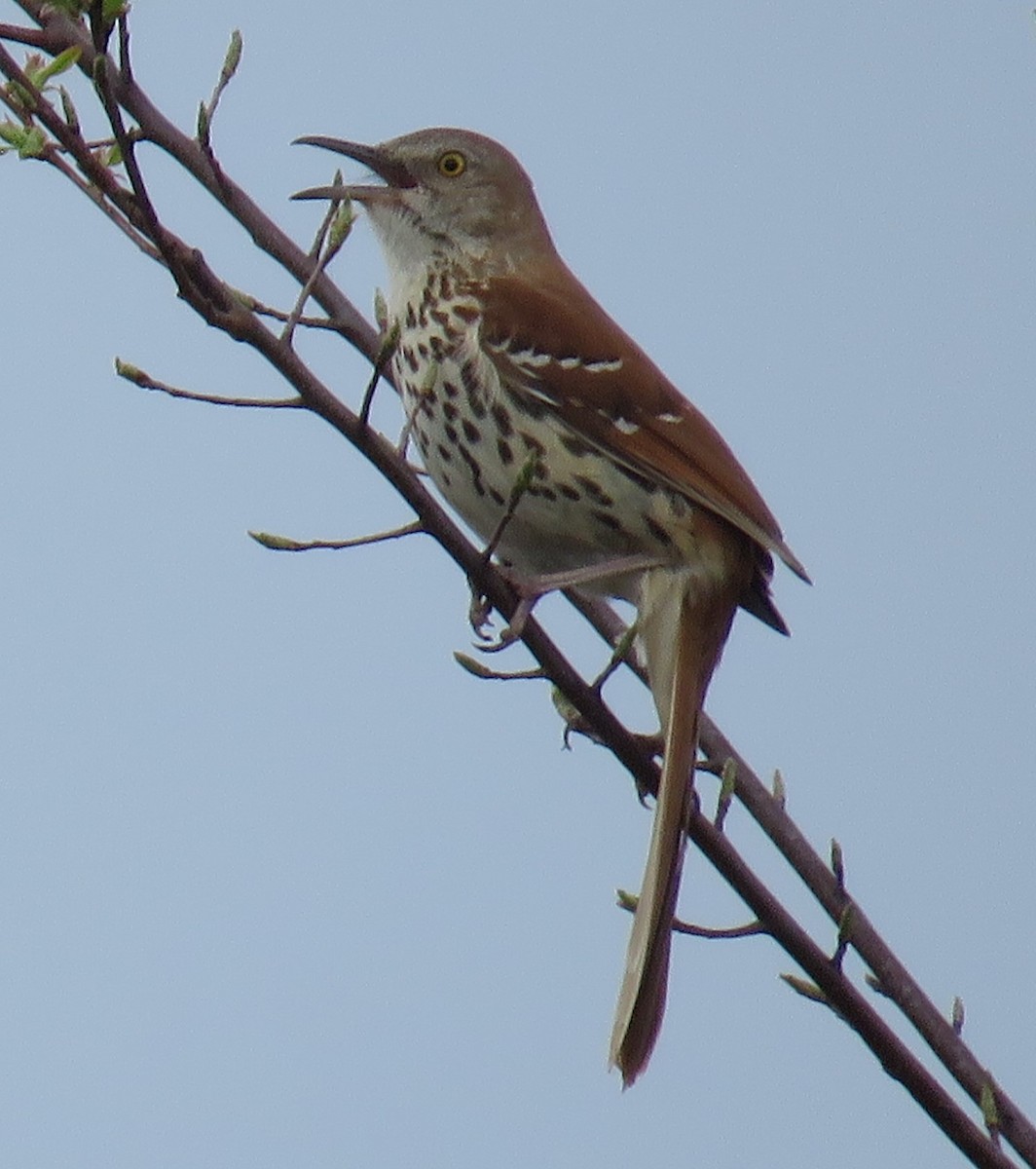 Brown Thrasher - ML634316060