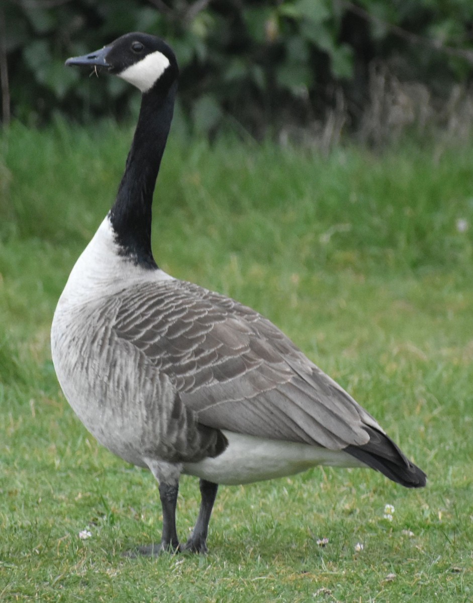 Canada Goose - ML634316080