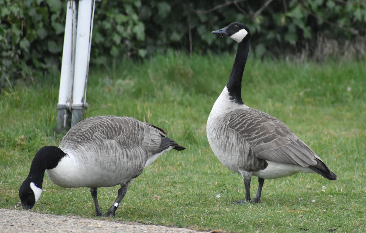 Canada Goose - ML634316081