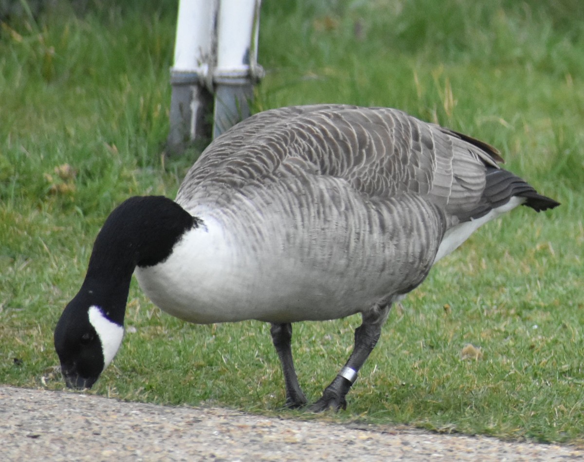 Canada Goose - ML634316082