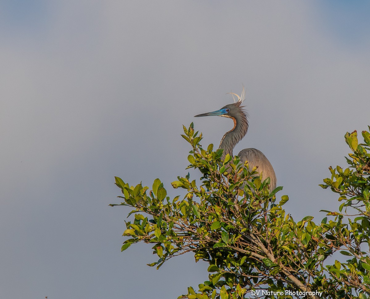 Tricolored Heron - ML634316098