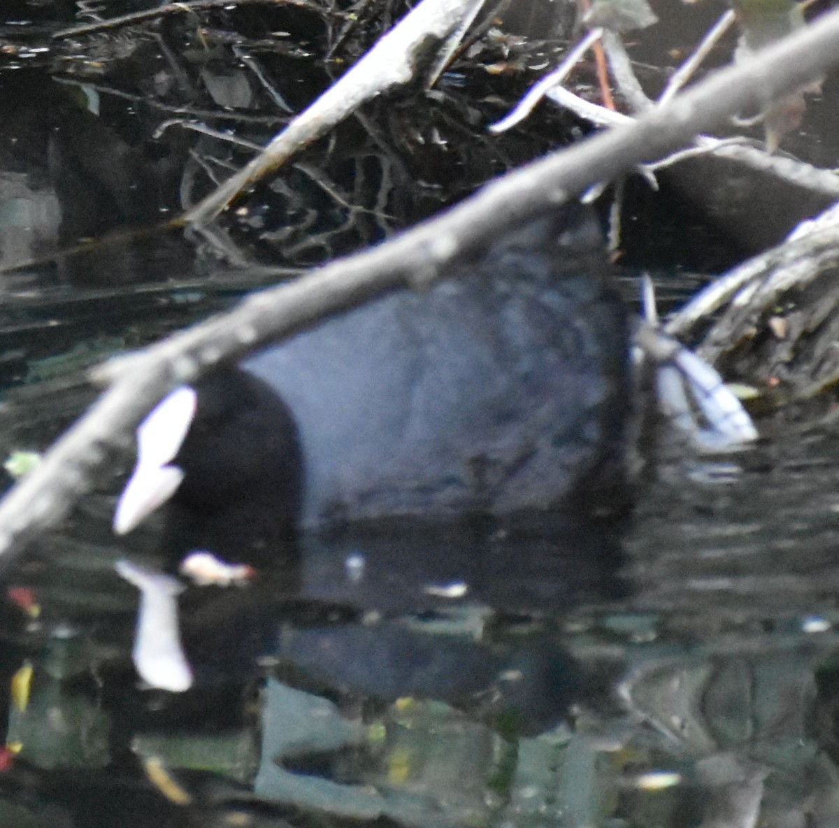 Eurasian Coot - ML634316101