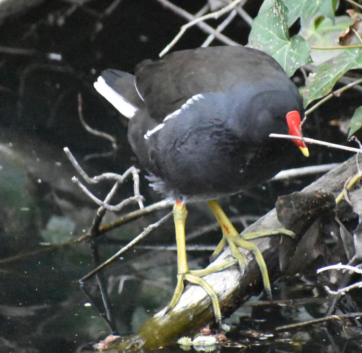 Eurasian Moorhen - ML634316108