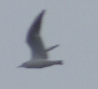 Black-headed Gull - ML634316185