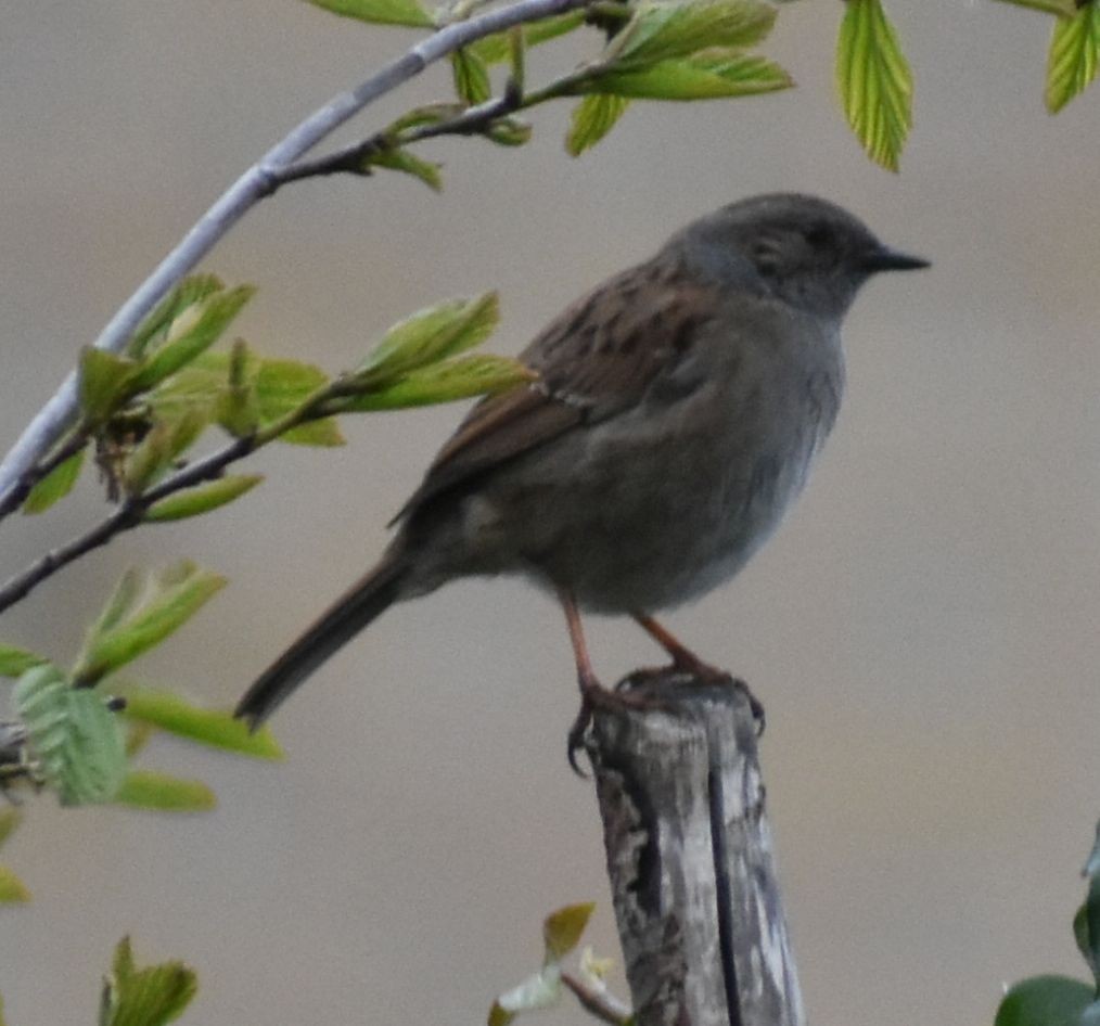 Dunnock - ML634316195