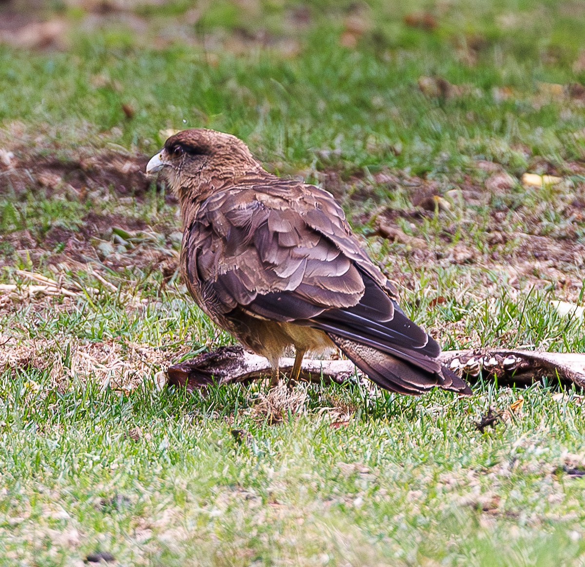 Chimango Caracara - ML634316410