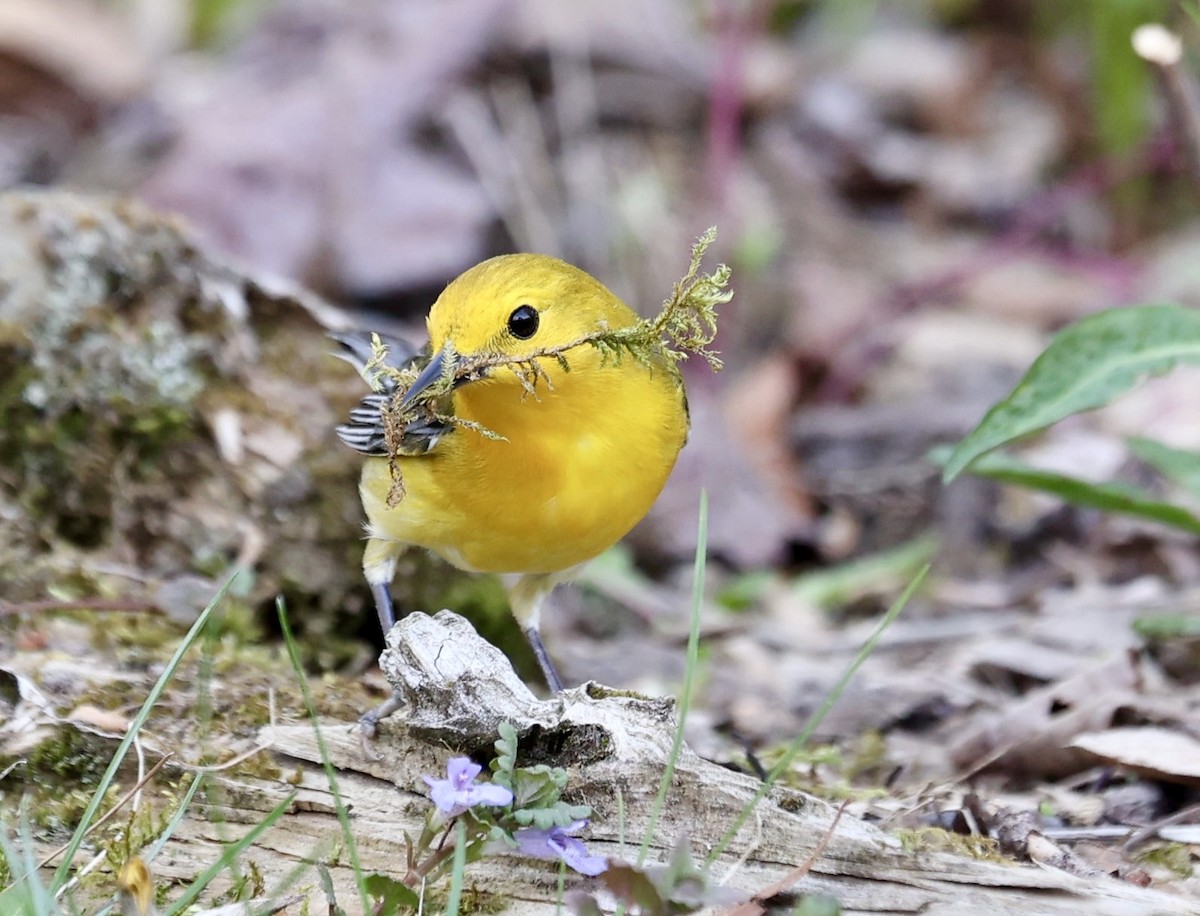 Prothonotary Warbler - ML634316430
