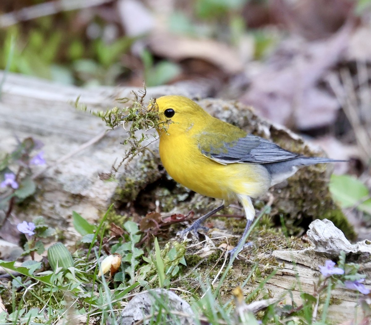 Prothonotary Warbler - ML634316431