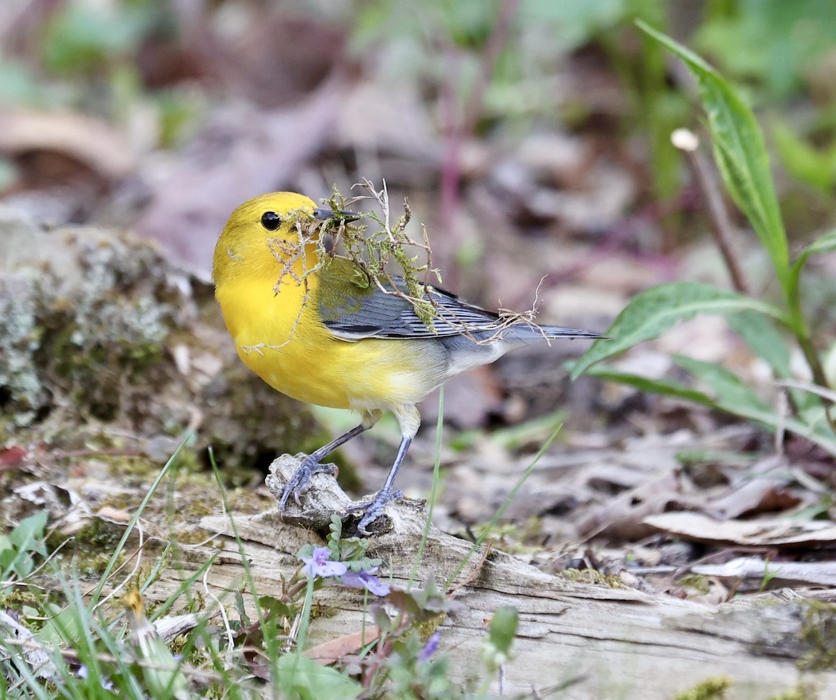 Prothonotary Warbler - ML634316432