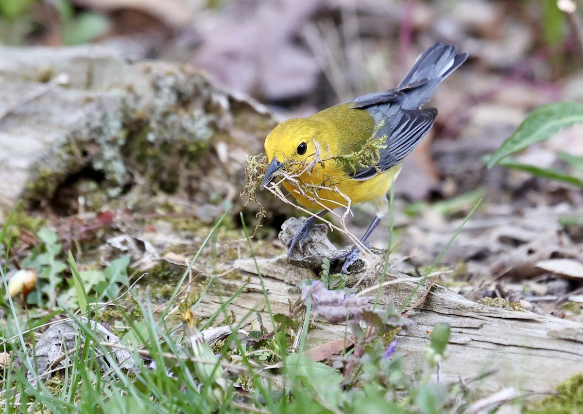 Prothonotary Warbler - ML634316433