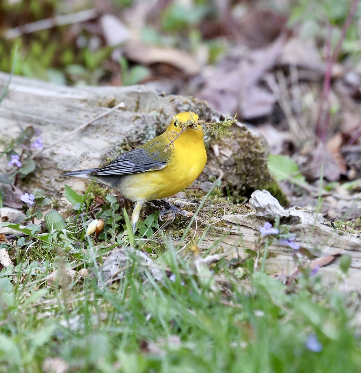 Prothonotary Warbler - ML634316435