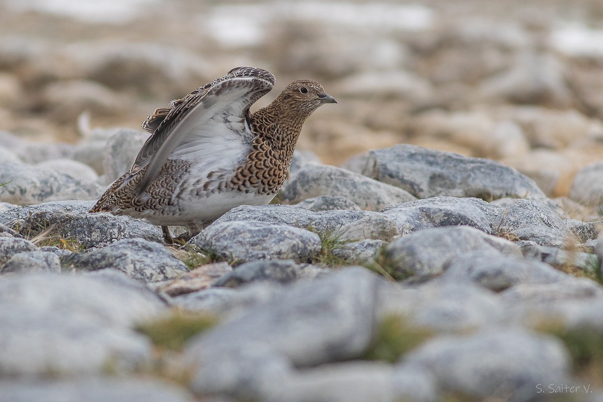 White-bellied Seedsnipe - ML634316515