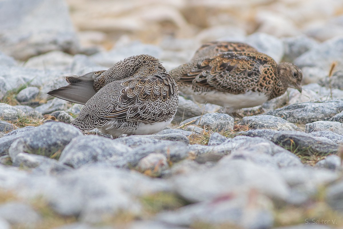 White-bellied Seedsnipe - ML634316517