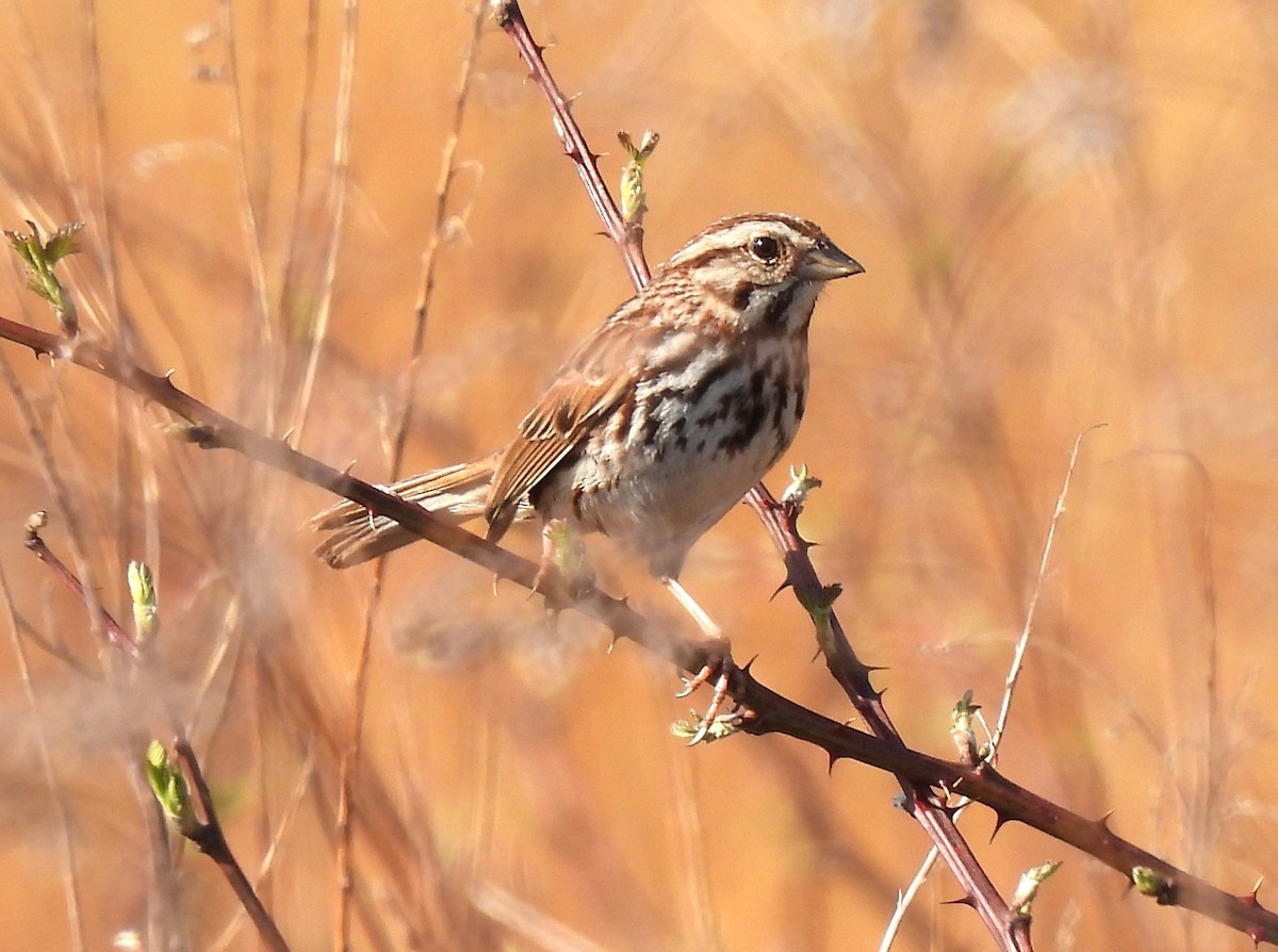 Song Sparrow - ML634316532