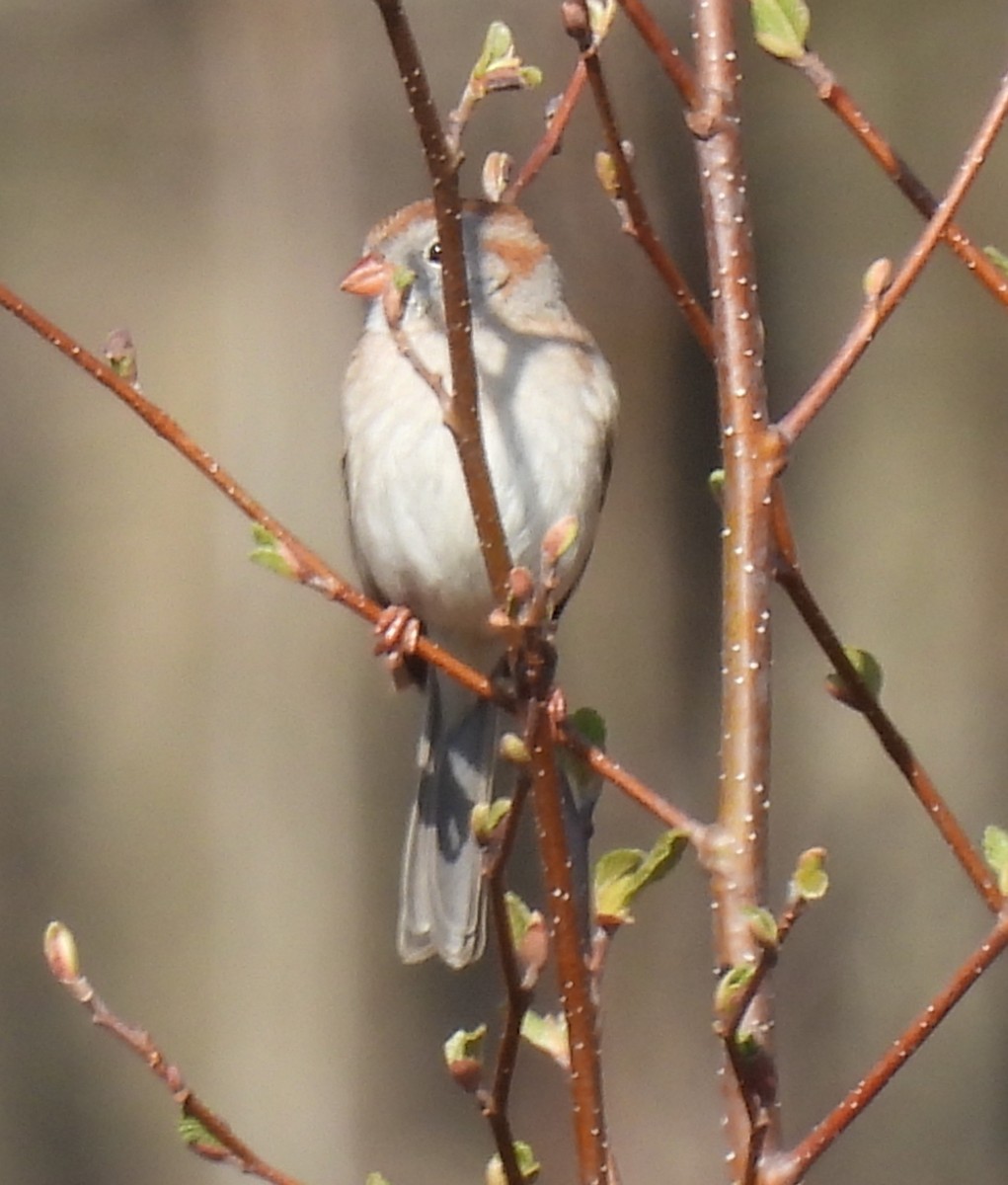 Field Sparrow - ML634316543