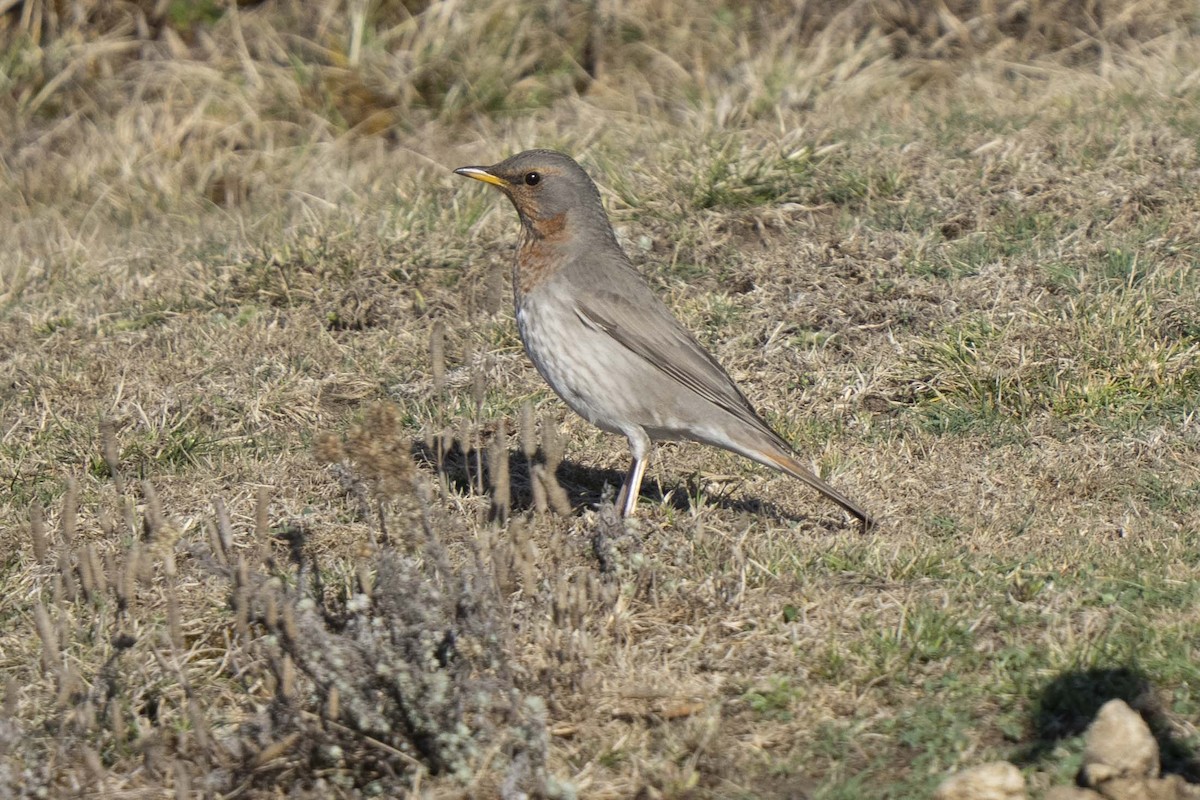 Grive à gorge rousse - ML634316573