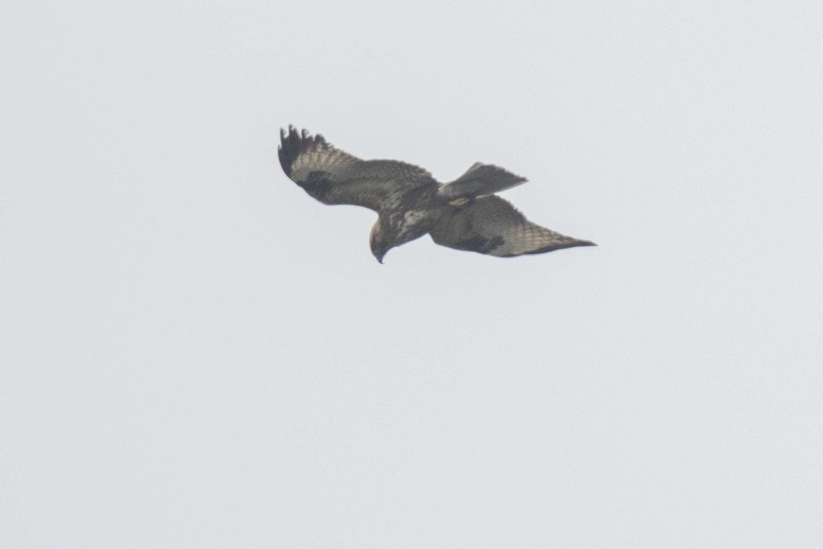 Buteo sp. - ML634316624