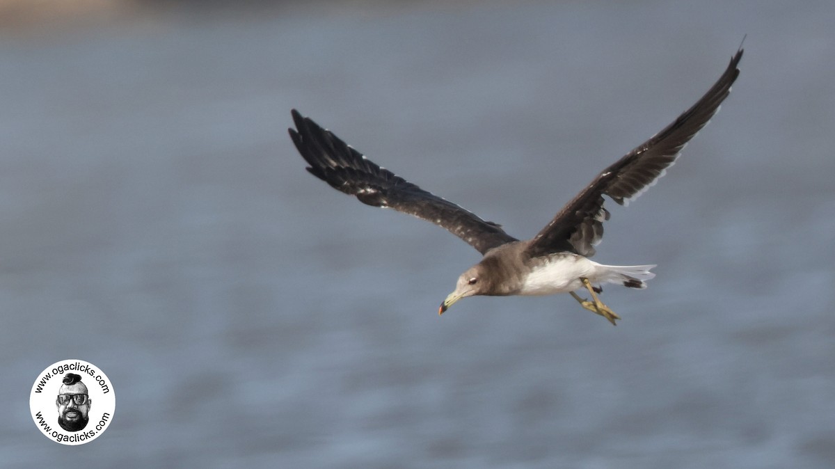 Sooty Gull - ML634316641