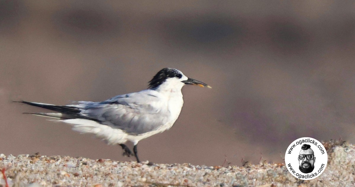 Sandwich Tern - ML634316655