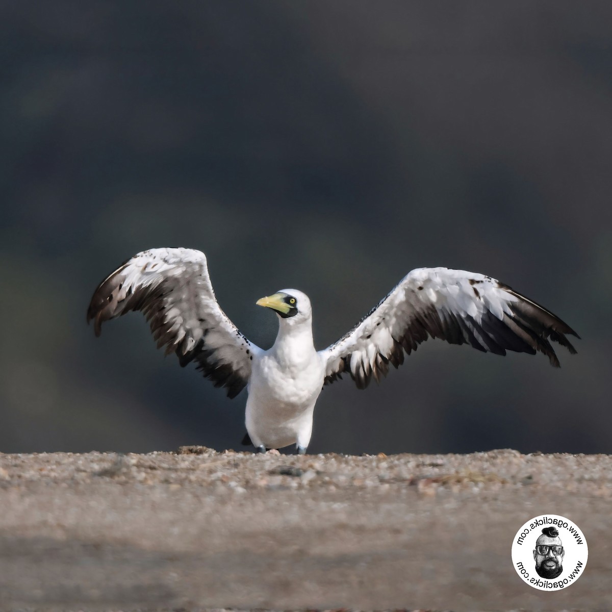 Masked Booby - ML634316672