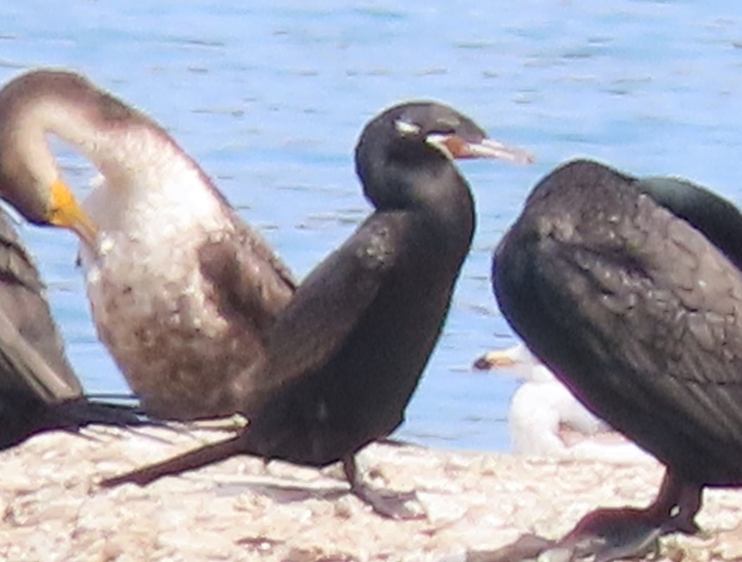 Neotropic Cormorant - ML634316933