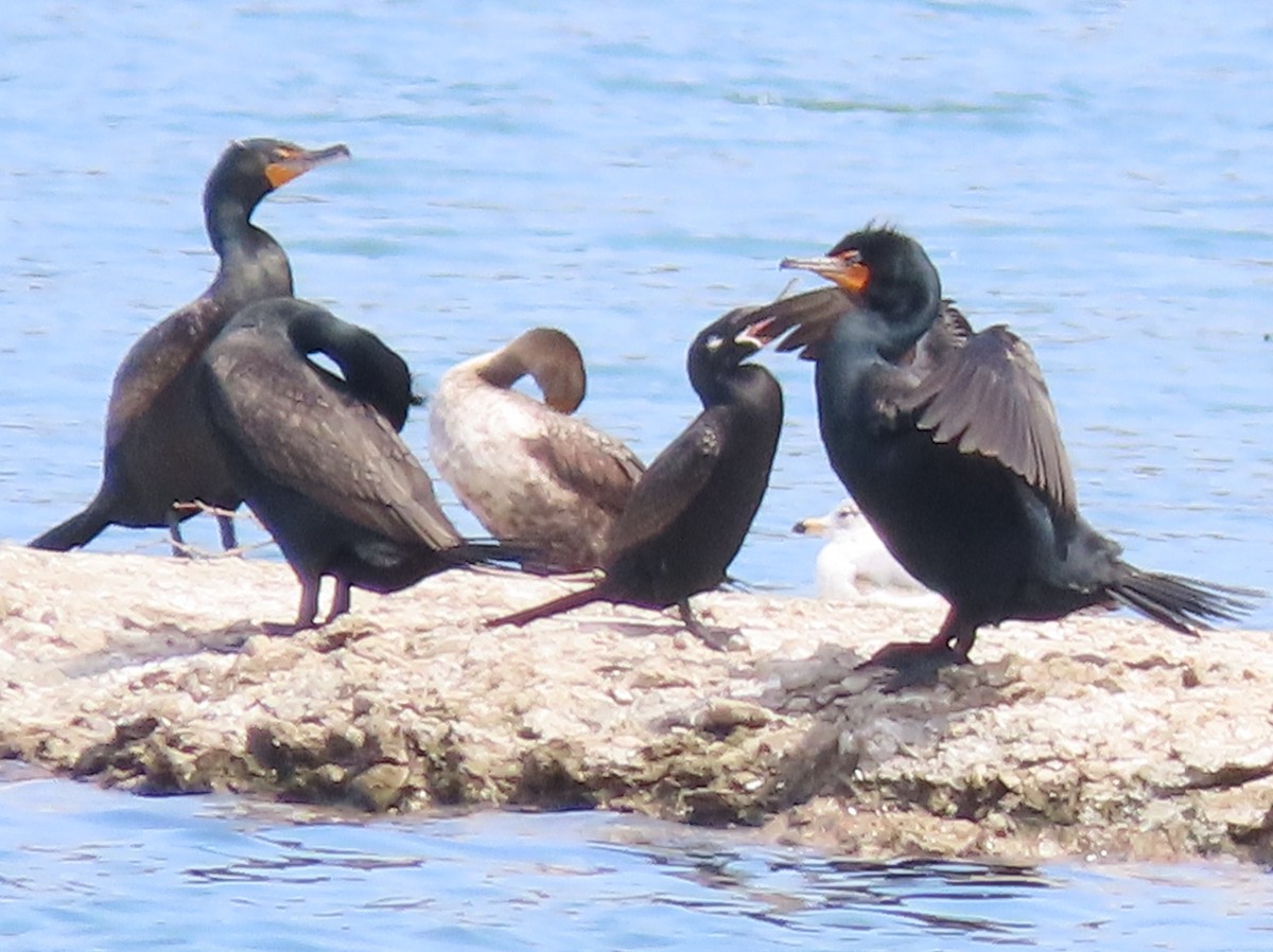 Neotropic Cormorant - ML634316938