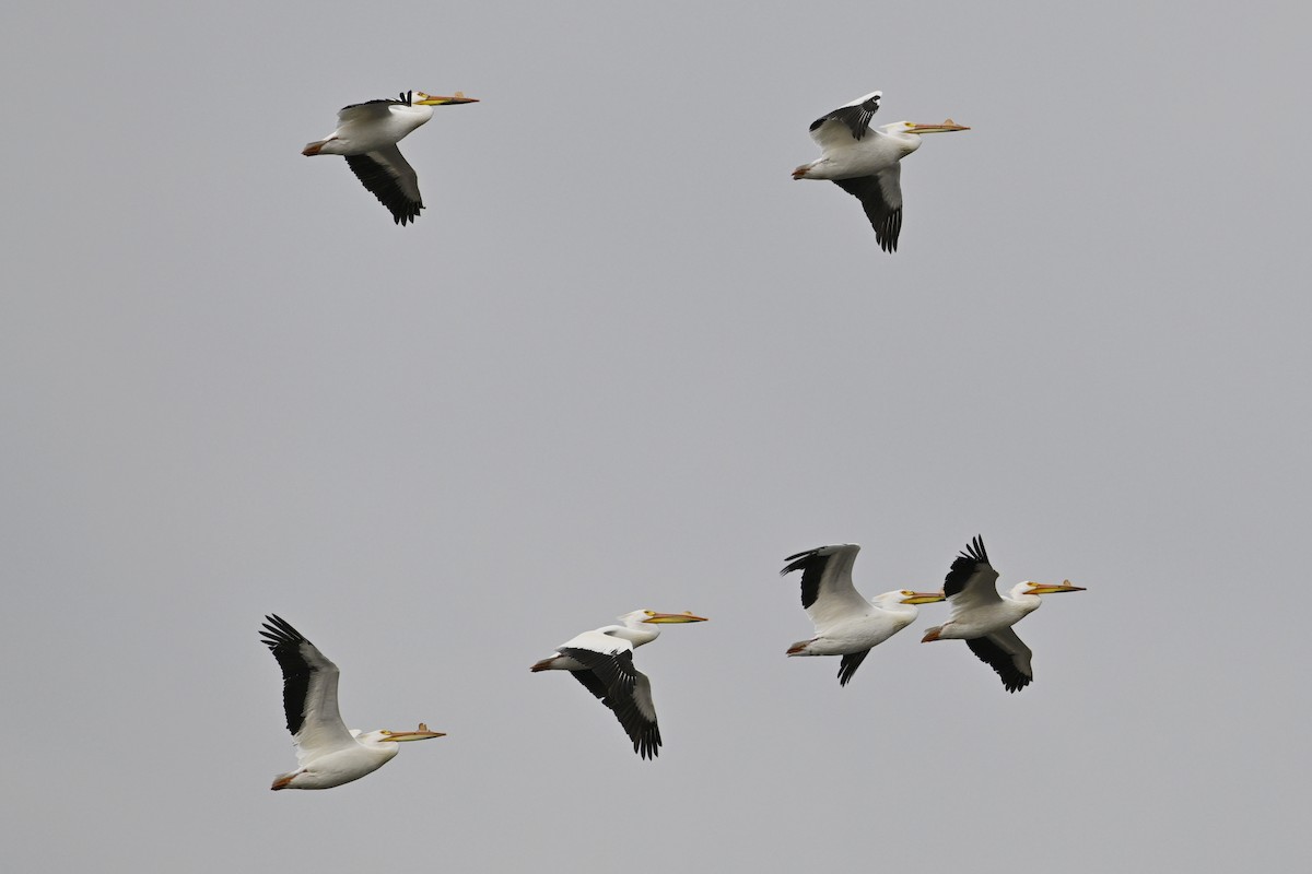 American White Pelican - ML634316958