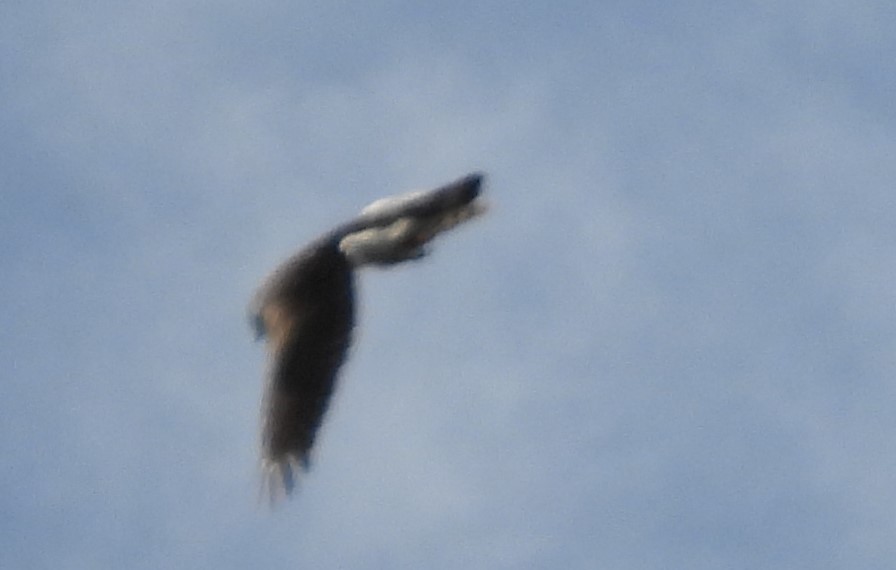 Cooper's Hawk - ML634317075