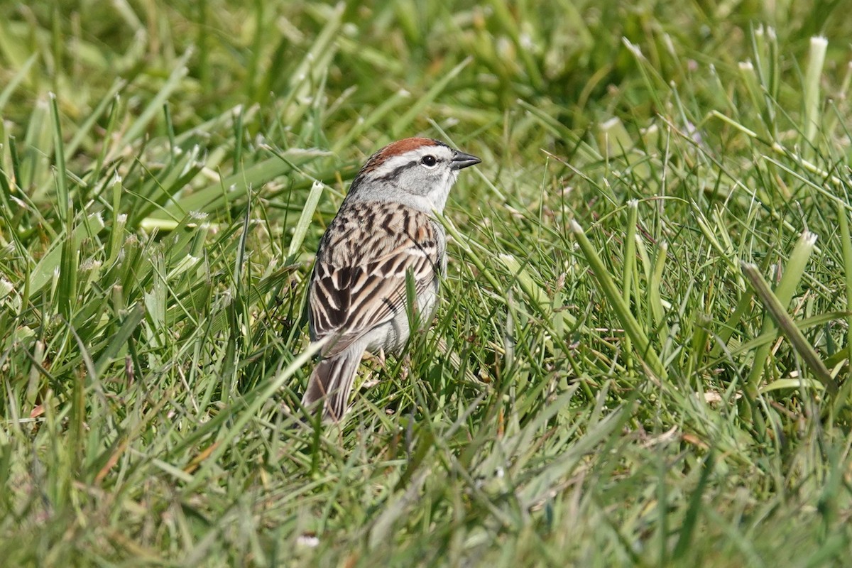 Chipping Sparrow - ML634317366