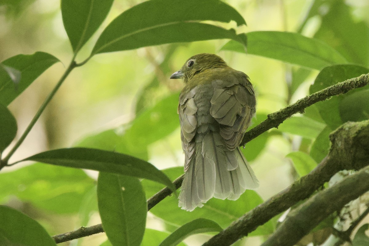 Gray-tailed Piha - ML634317536