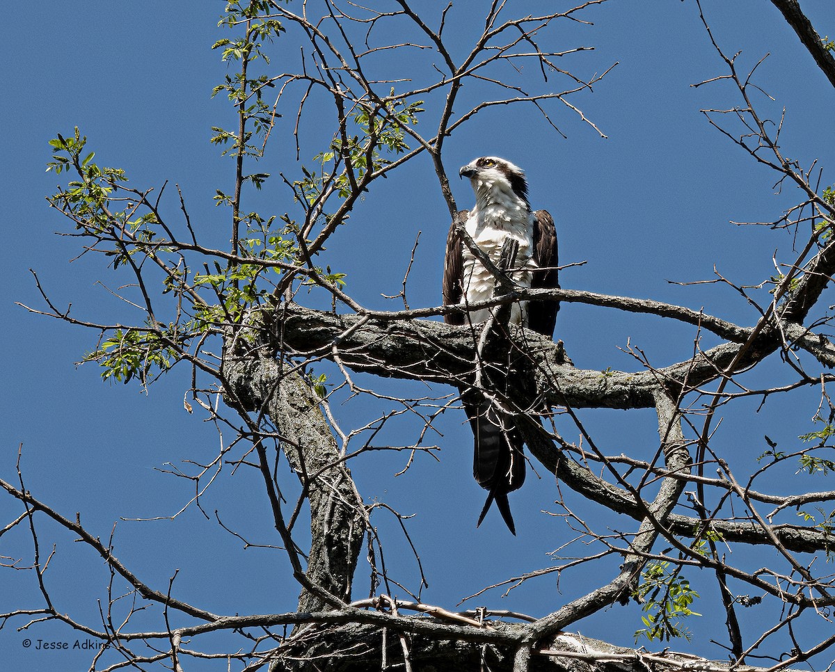 Osprey (American) - ML634317579