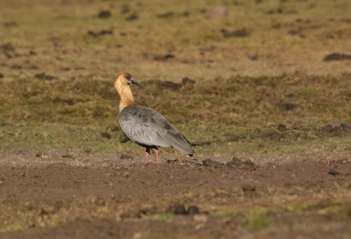Black-faced Ibis - ML634317657