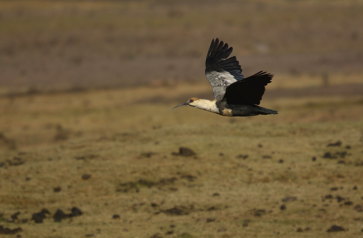 Black-faced Ibis - ML634317658