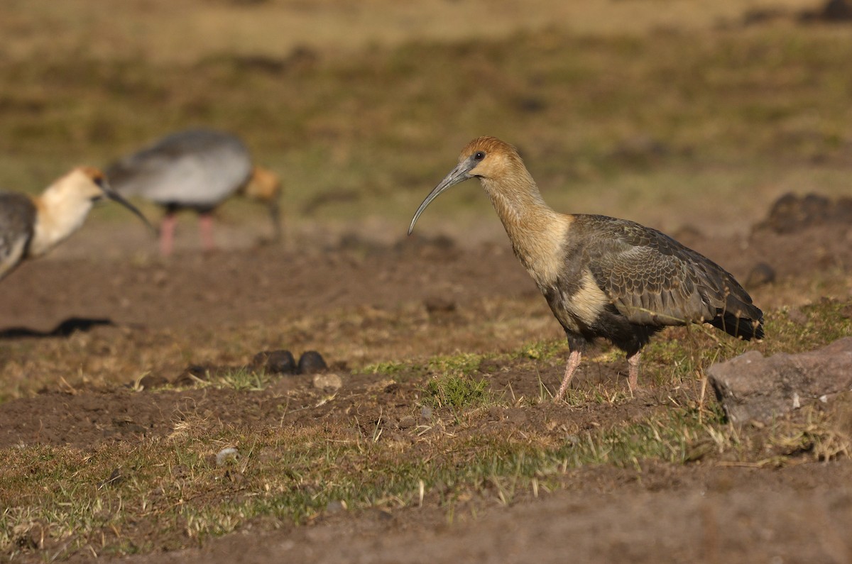 Black-faced Ibis - ML634317659