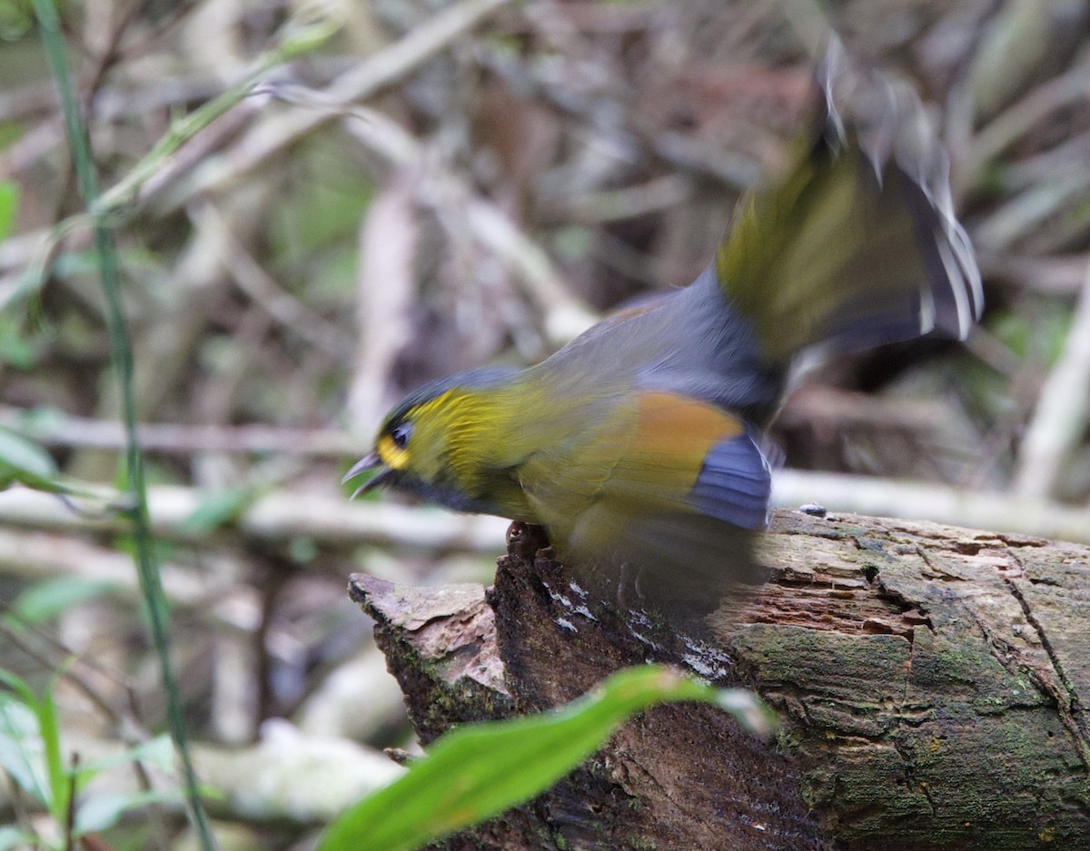 Taiwan Liocichla - ML634317887