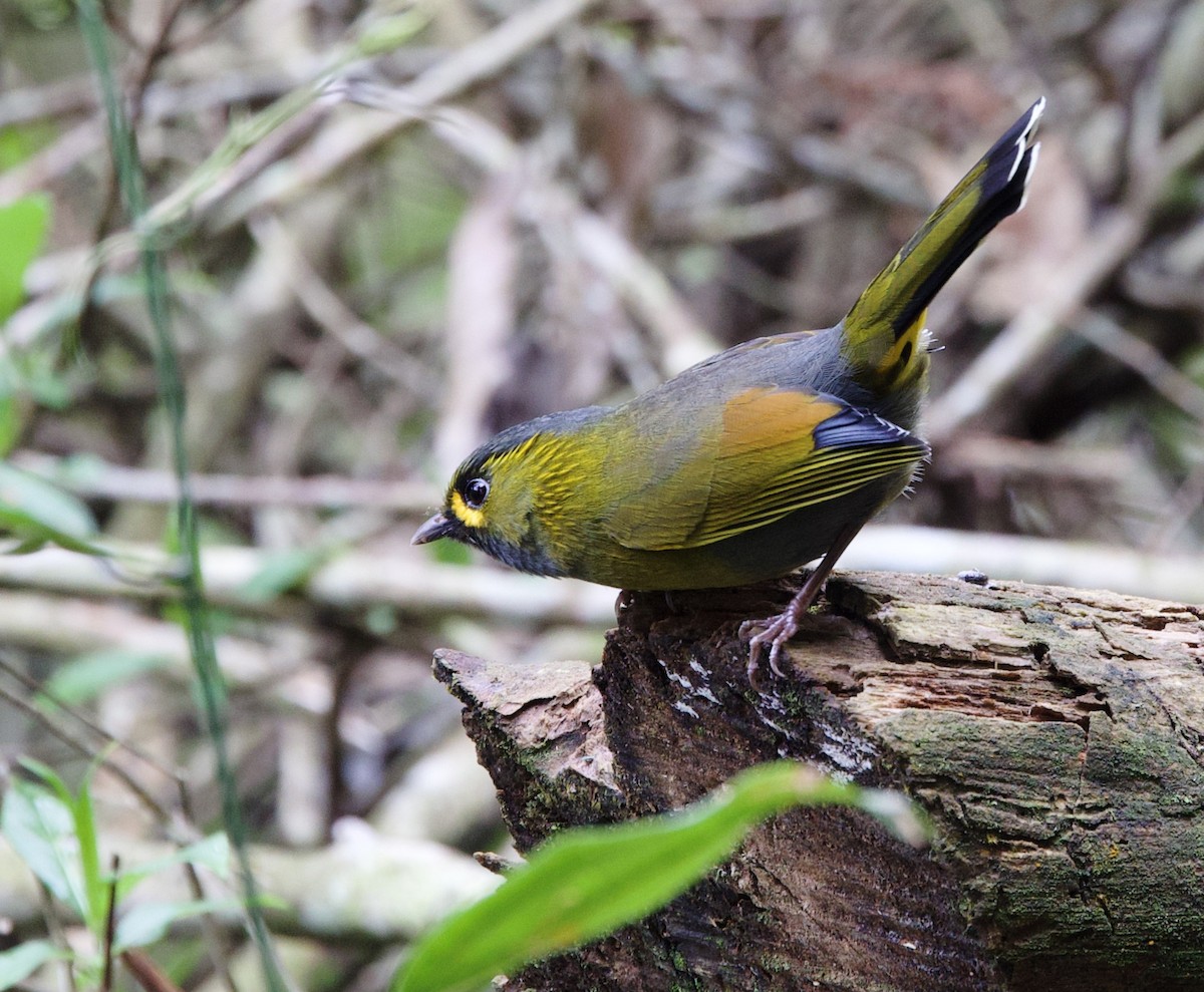 Taiwan Liocichla - ML634317888