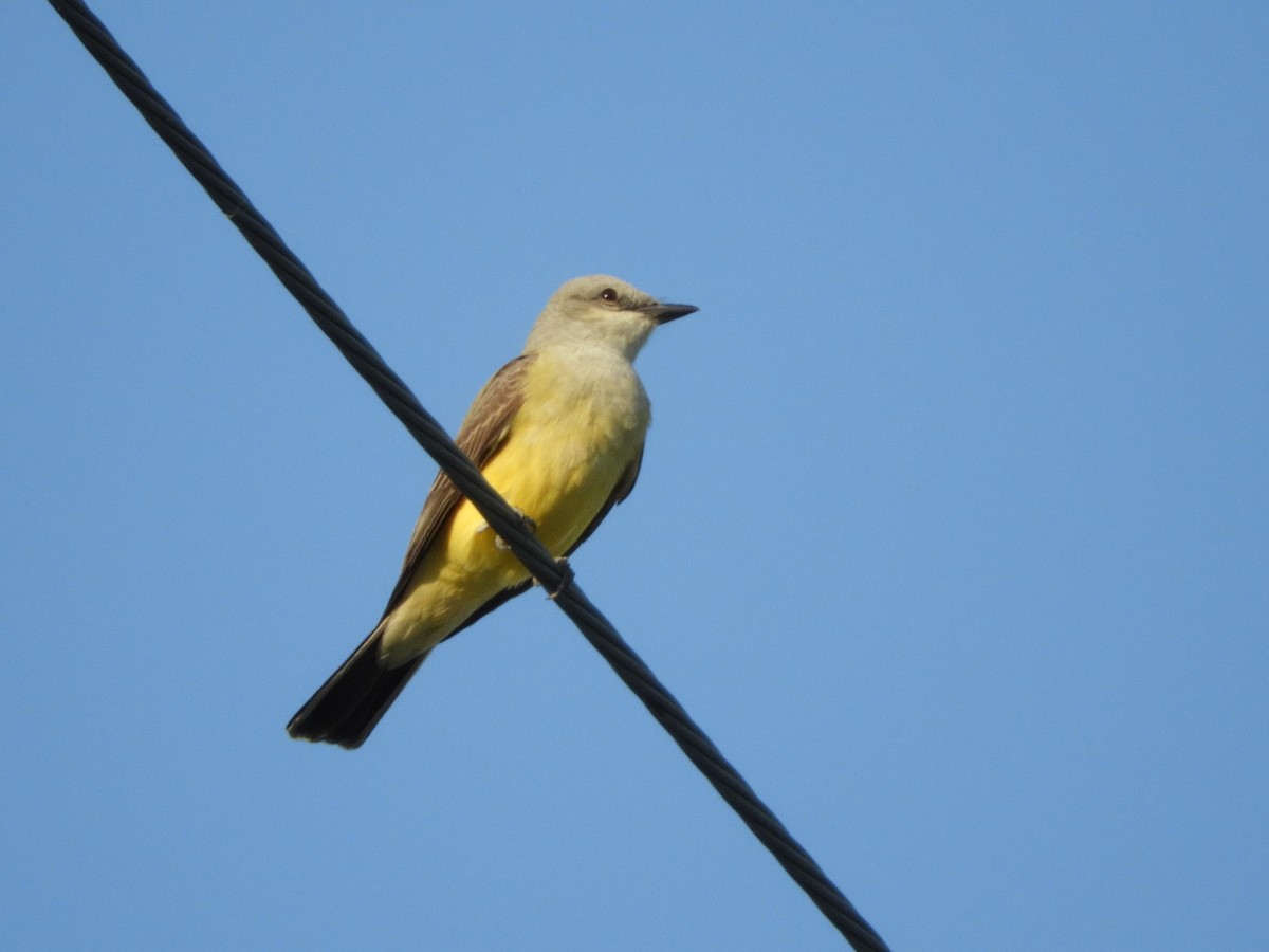 Western Kingbird - ML634317890