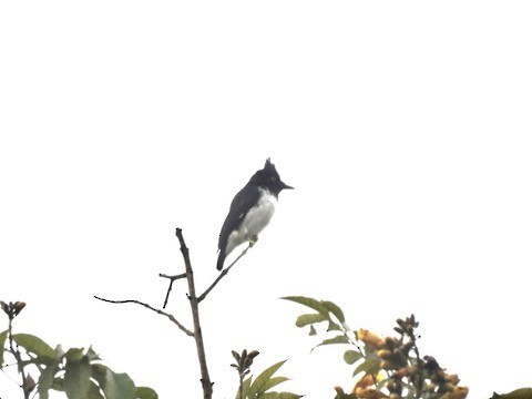 Black-and-white Shrike-flycatcher - ML634318046