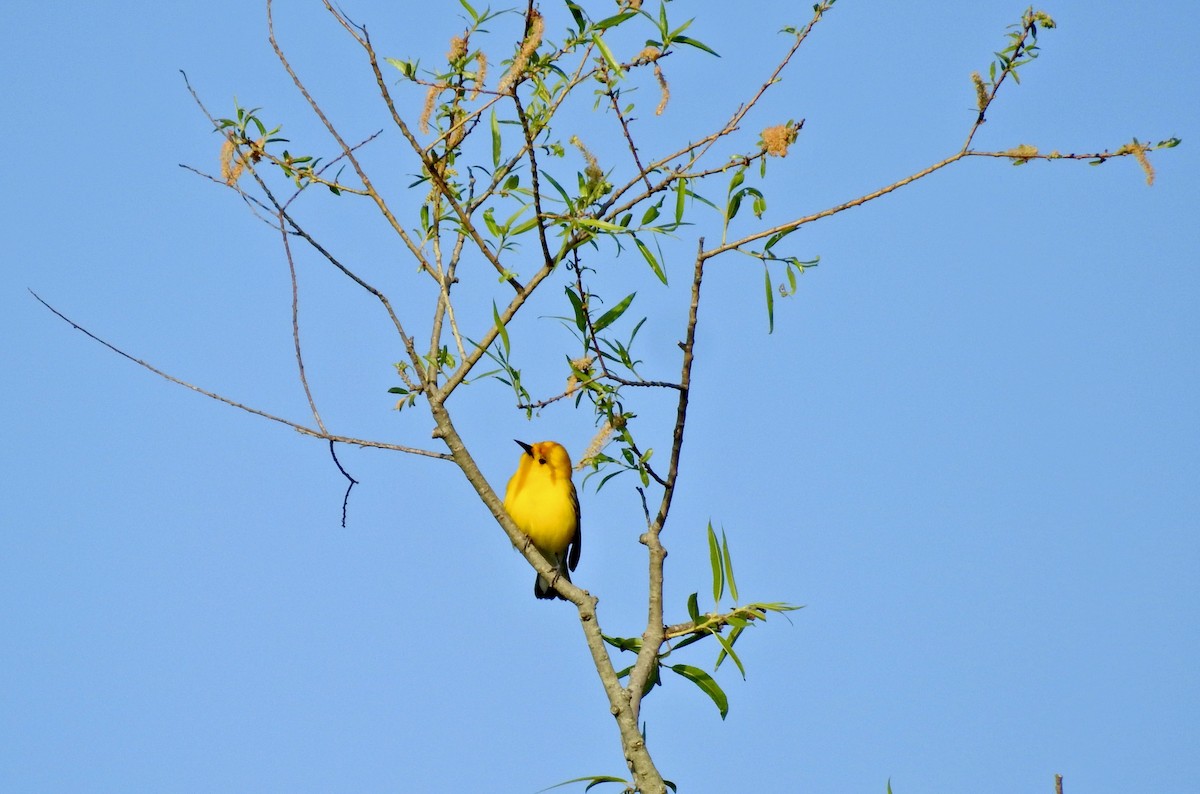 Prothonotary Warbler - ML634318456