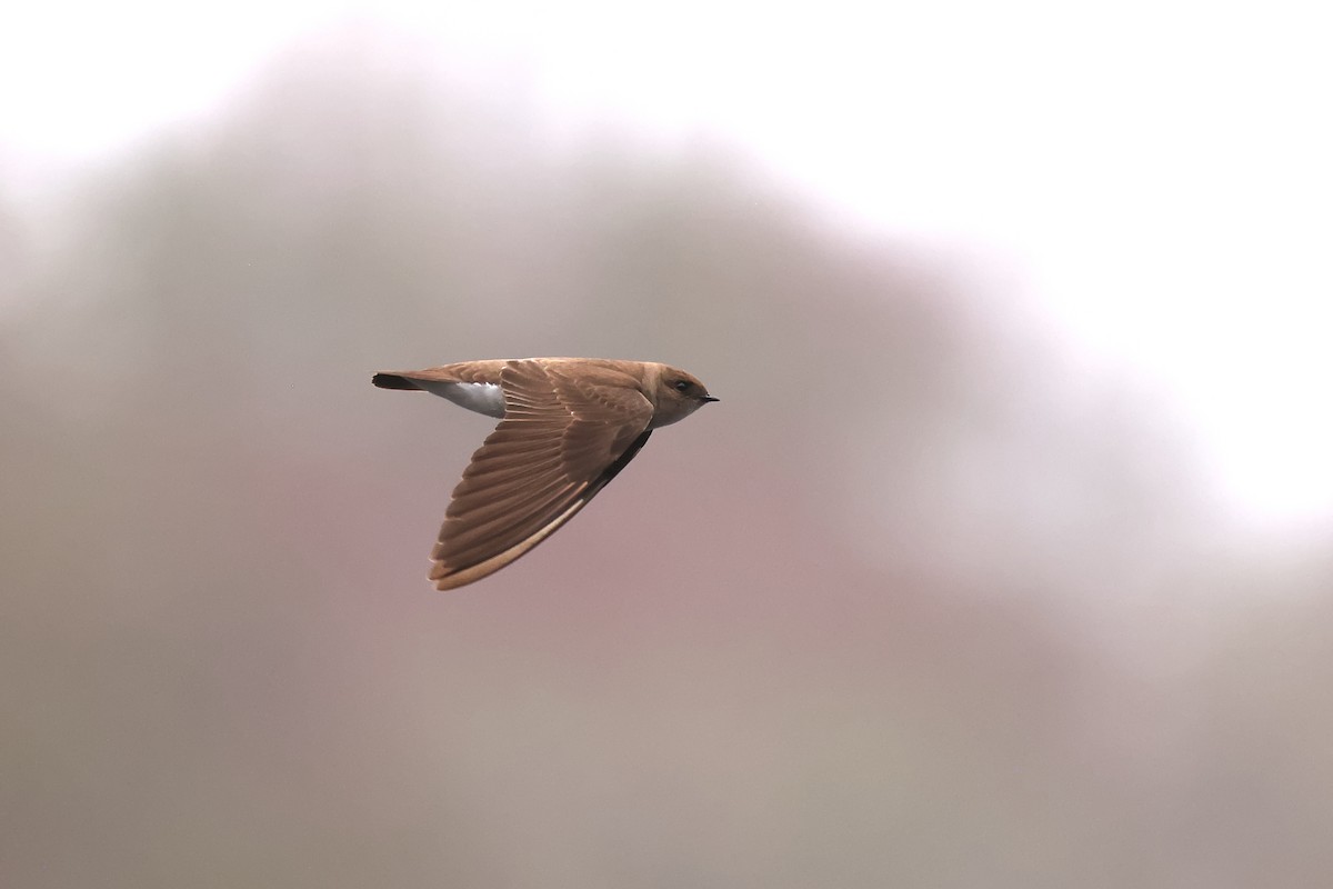 Northern Rough-winged Swallow - ML634318471