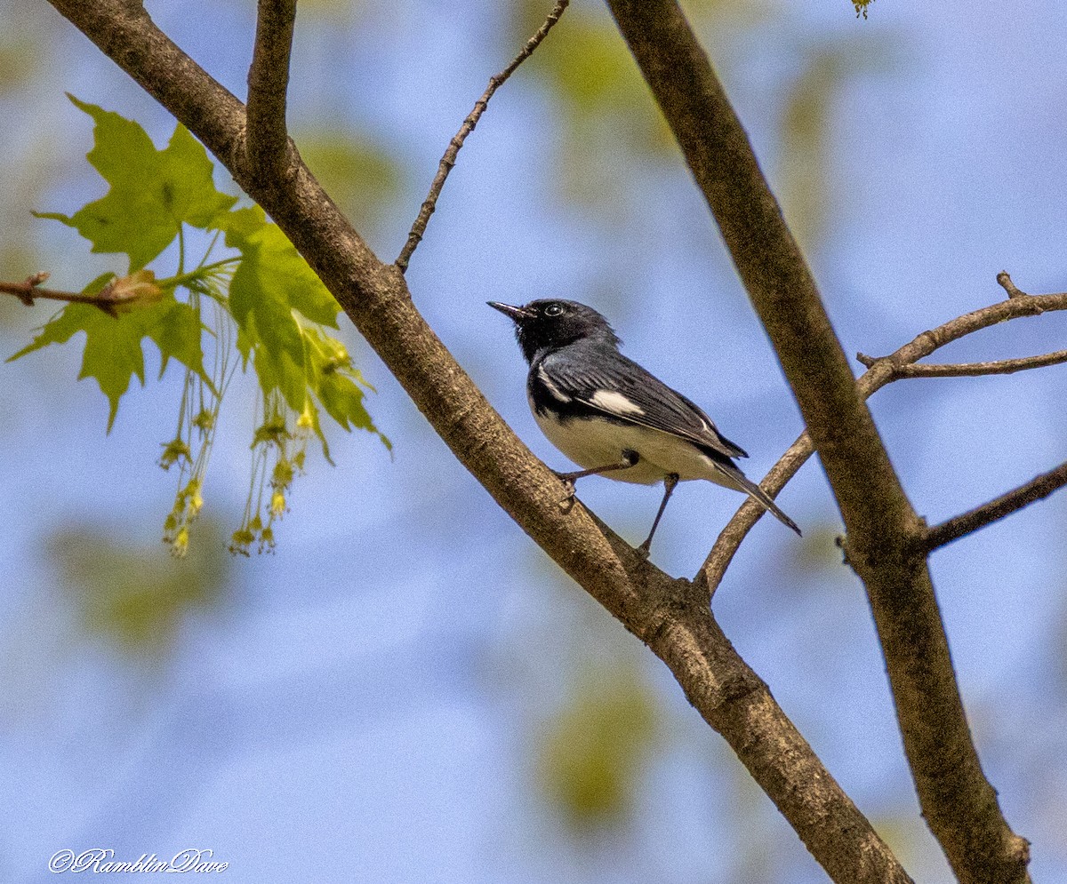 Black-throated Blue Warbler - ML634318622