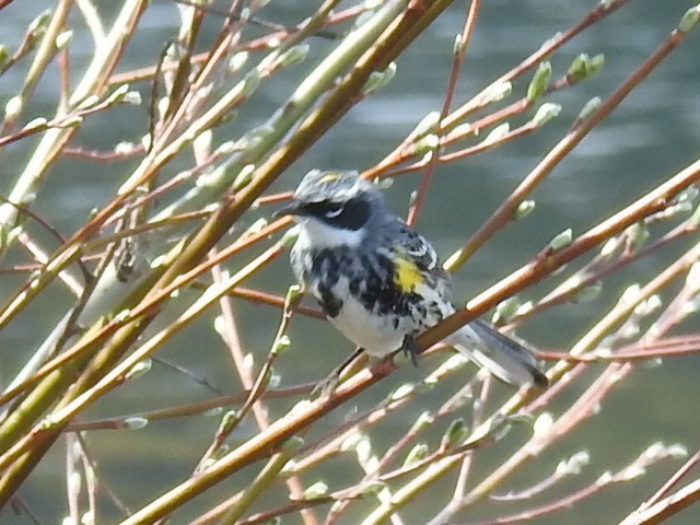 Пісняр-лісовик жовтогузий - ML634318694